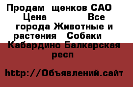 Продам ,щенков САО. › Цена ­ 30 000 - Все города Животные и растения » Собаки   . Кабардино-Балкарская респ.